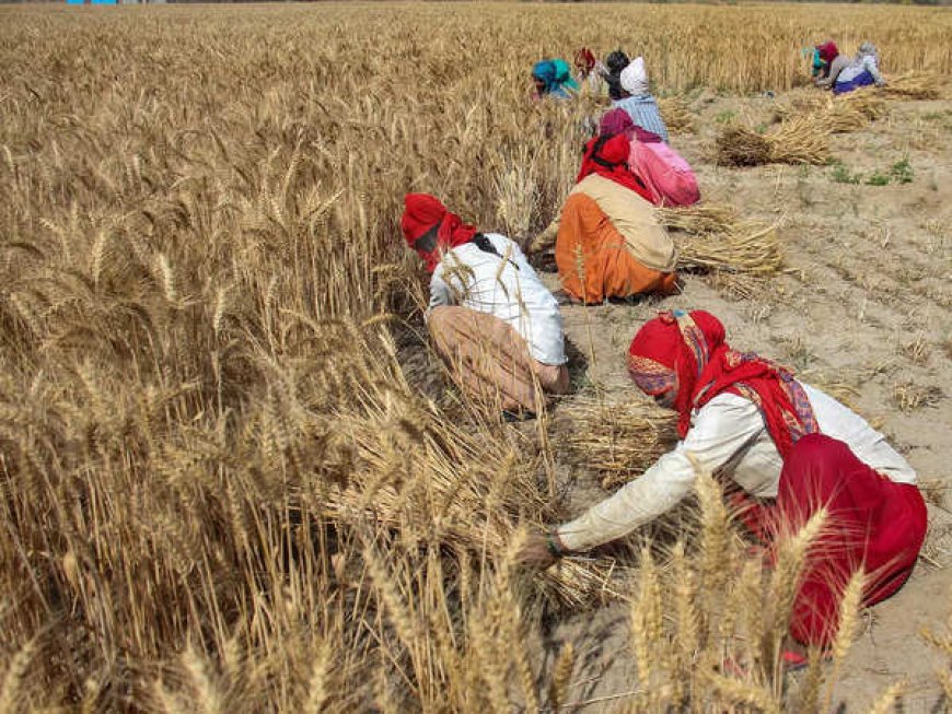 After six years, India prepares to import wheat to bolster reserves