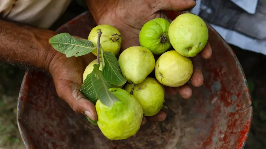 Guava vs. pear clears out: Discover one to chew for incredible well-being.